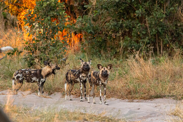 pack of african wild dogs close to camp site in magotho during morning hours
