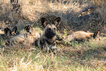 african wild dog resting in grassland in botswana