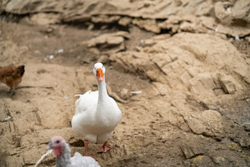 Graceful Geese and Playful Ducks: Tranquil Wildlife Moments