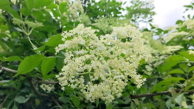 Inflorescences of black elderberry (Sambucus nigra)
