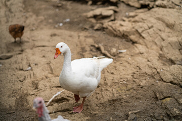 Graceful Geese and Playful Ducks: Tranquil Wildlife Moments