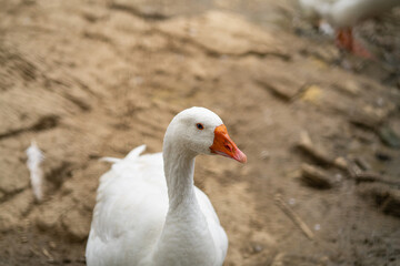 Graceful Geese and Playful Ducks: Tranquil Wildlife Moments
