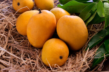 Mango tropical fruit with green leaf, Ripe mango in grass closeup