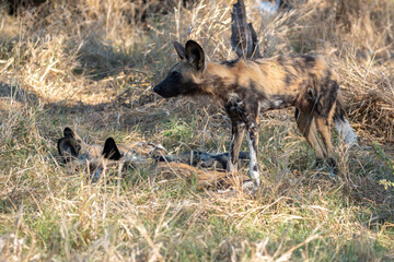 endangered pack of painted dogs resting in grassland in one of botswana's game reserves
