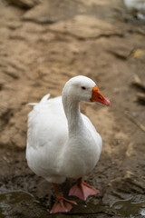 Graceful Geese and Playful Ducks: Tranquil Wildlife Moments