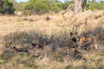 in the wild: pack of endangered african wild dog (lycaon pictus) seen resting in khwai development trust