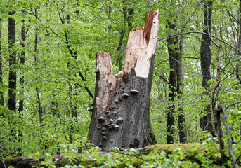 Broken tree trunk in a forest with green leaves and growing mushrooms