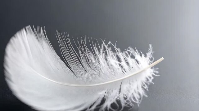 Delicate white feather gracefully resting on a sleek gray surface, highlighting its intricate texture and softness against neutral backdrop.
