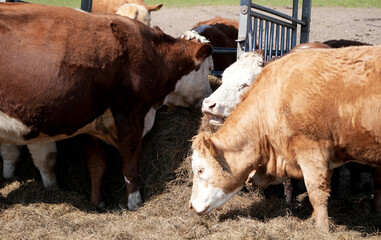 Brown and white Cows feeding on hay in a farm pasture.