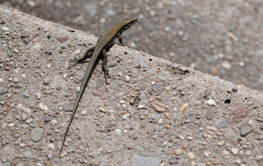 Common Wall Lizard (Podarcis muralis) basking on a concrete surface