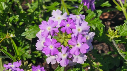 Sweden. Verbena hybrid belongs to the verbena family Verbenaceae. This is a perennial plant...