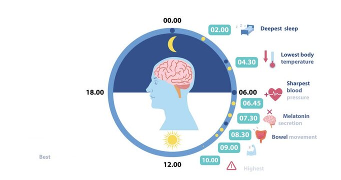 Circadian rhythm infographic. Moving banner with human silhouette and daily cycle of body. Chart with daily routine and lifestyle schedule depending on time. Flat graphic animated cartoon