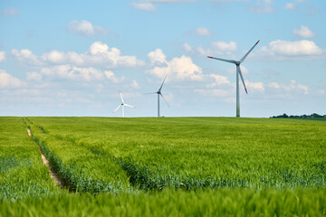 Three wind turbines standing in lush green wheat field with bright blue sky and scattered white...
