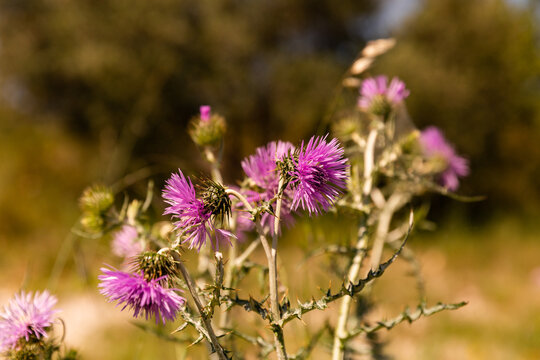 Fleurs sauvages de couleur mauve dans la nature en gros plan