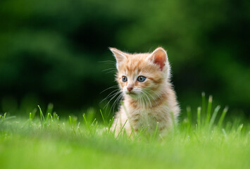 Cute yellow kitten sitting in the grass