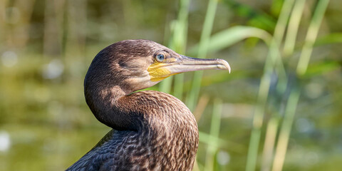 Detailed portrait of cormorant perched by water, featuring its sharp beak and striking plumage. Serene wetland backdrop emphasizes bird elegant poise amidst lush reeds and soft sunlight