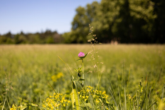 Pr&eacute; d'herbes vertes en pleine nature et fleur en premier plan avec des arbres verts et un ciel bleu en arri&egrave;re plan