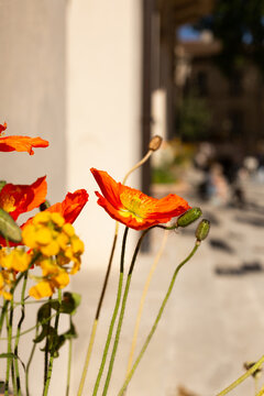 Coquelicots oranges en gros plan en ville sur un parvis au soleil