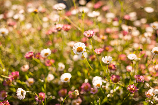Champ de p&acirc;querettes blanches et roses au soleil &eacute;clair&eacute;es en contre-jour
