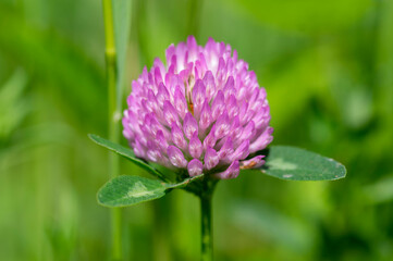 Trifolium pratense red clover wild flowering plant, purple meadow flowers in bloom