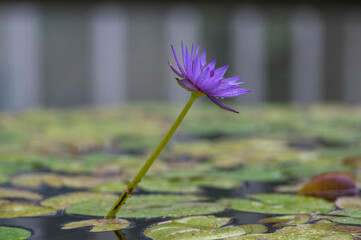 Nymphaea caerulea zanzibarensis water lily plant in bloom, beautiful flowering lotus flowers in...