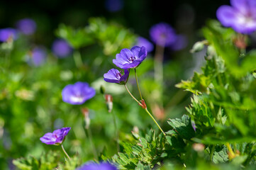 Cranesbills group of flowers in bloom, Geranium Rozanne beautiful flowering blue purple white park plant
