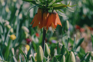 Fritillaria imperialis crown imperial flower in bloom, beautiful tall orange red flowering springtima bulbous plant