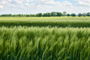 Vibrant green wheat fields stretching into distance with line of bright sky filled with clouds, reflecting endless possibilities and freedom