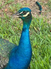 Obraz premium Male Peacock Closeup Side Portrait Open Beak with Iridescent Feathers in Florida 