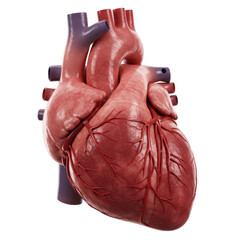 Human Heart Model isolated on transparent background,  Heart PNG 


