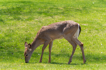 White-tailed Deer Feeding In An Urban FIeld In Spring In Wisconsin