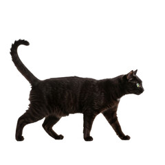 Black Cat Walking Side view isolated on transparent background, PNG 


