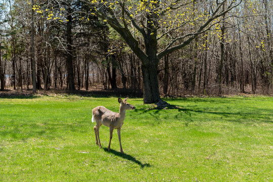 White-tailed Deer Feeding In An Urban FIeld In Spring In Wisconsin