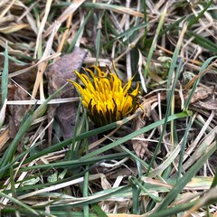 A yellow dandelion flower just beginning to bloom among dry and fresh grass, captured at ground 