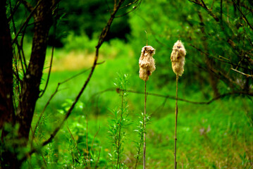 natur, tier, gras, wild lebende tiere, green, wald, baum, eichhörnchen, wild, herbst, sommer, lawn, feigling, säugetier, ausserhalb, braun, auflösungszeichen, hübsch, feld