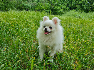 Fluffy white dog with small ears and happy expression stands on lush green grass in a park-like setting with dense trees and vibrant greenery in the background, creating a lively atmosphere