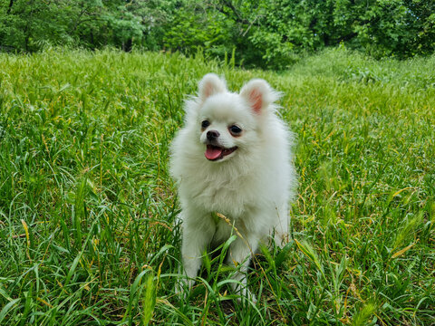 Fluffy white dog with small ears and happy expression stands on lush green grass in a park-like setting with dense trees and vibrant greenery in the background, creating a lively atmosphere