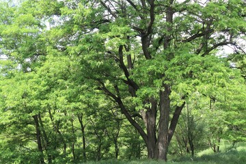 green trees in the park