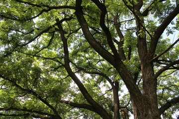 green trees in the forest, nature