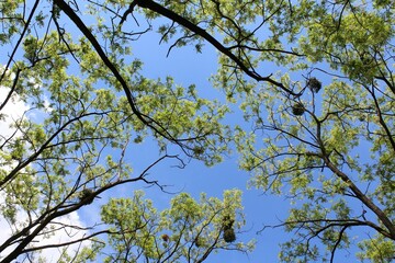 branches of a tree against blue sky