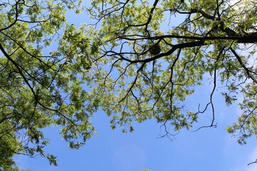 tree branches against blue sky