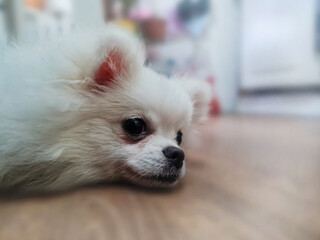 Fluffy white dog lying on a smooth surface looking sideways with large expressive eyes, light brown ears, and a slightly open mouth. Bright and focused foreground