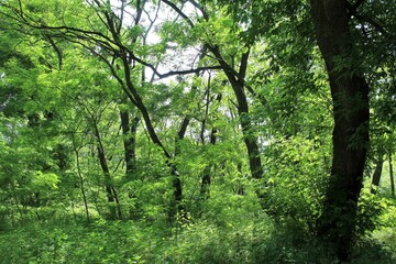 green forest in the morning