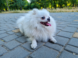 Fluffy white dog resting on a paved walkway with its tongue out, surrounded by green trees, grass, and light filtering through foliage in a peaceful park scene