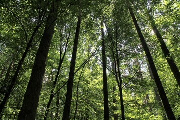 sun rays through trees, tree in the forest