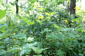 green leaves in the forest, Green plants grow in the forest in summer
