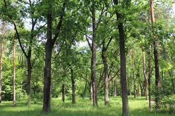 trees in the forest, beautiful view of the summer forest