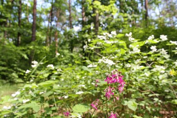 beautiful view of a summer forest with green trees and flowers