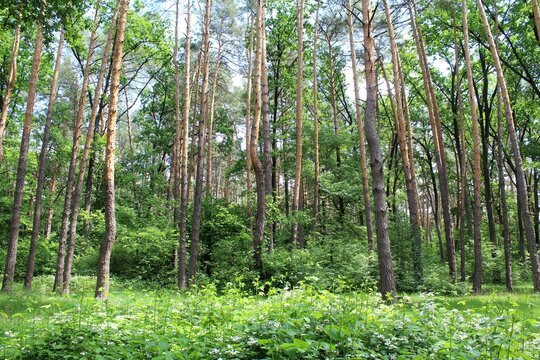 beautiful view of a summer forest with green trees and flowers