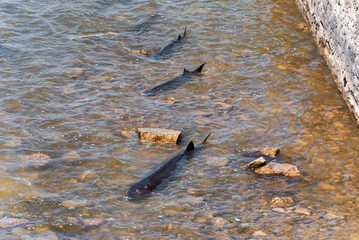 Lake Sturgeon Spawning At The Fox River Dam And Rapids At De Pere, Wisconsin, In Spring